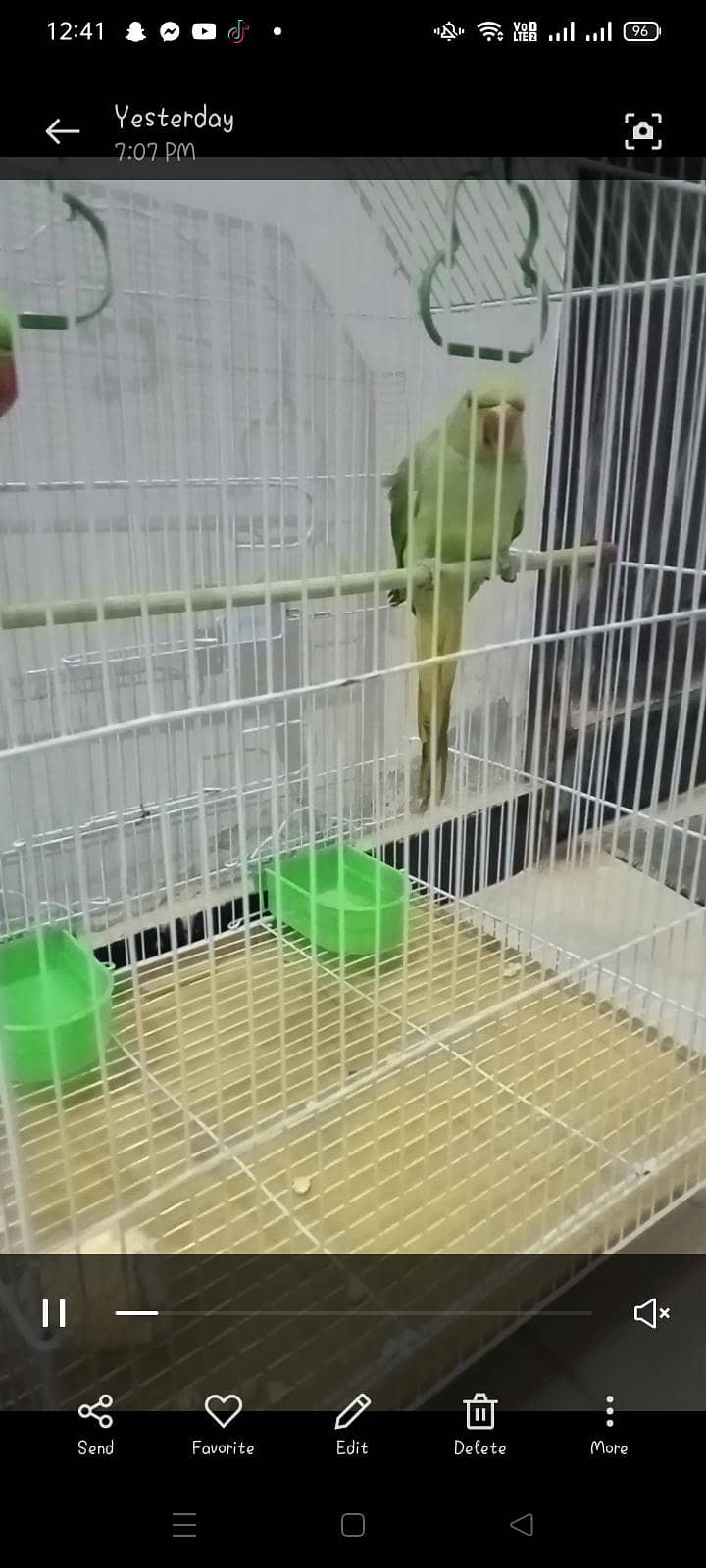 green ringneck pair 0