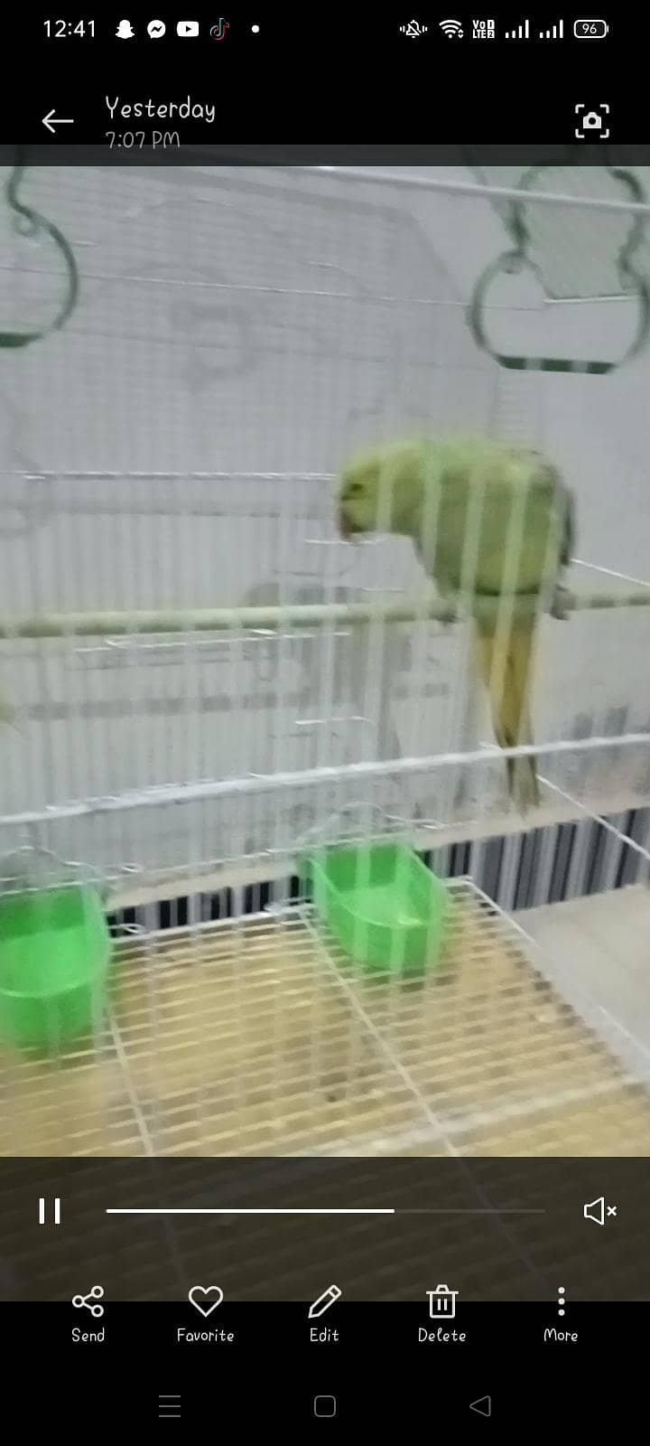 green ringneck pair 1