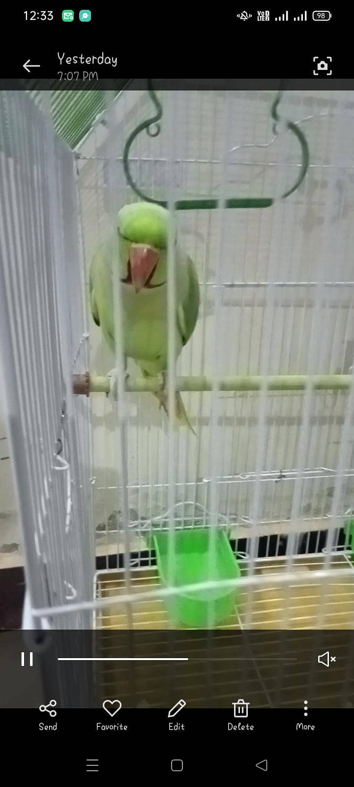 green ringneck pair 2