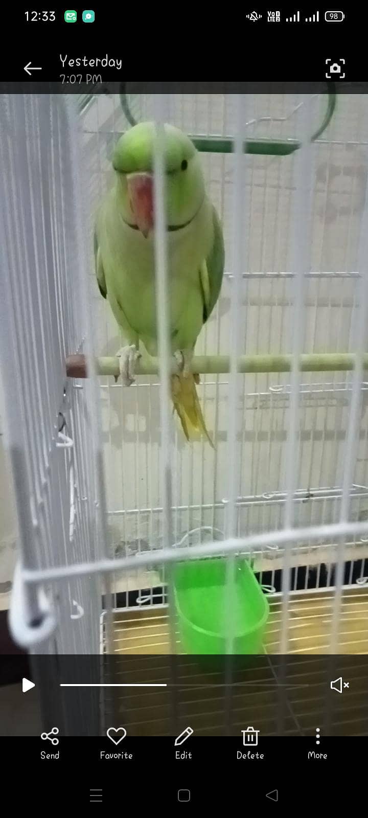 green ringneck pair 3