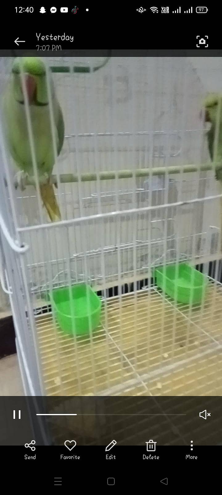 green ringneck pair 4