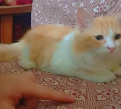 Persian kitten for sale