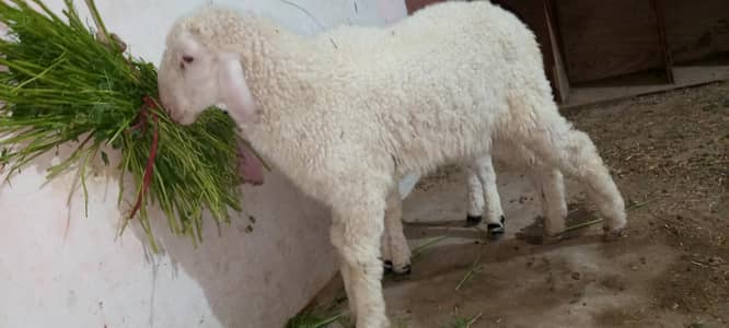 Gulabi Dumba Age 5 Months Ready to Qurbani 2026