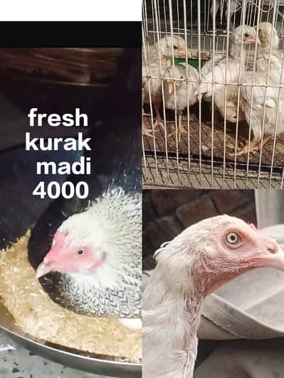 aseel heera white madi chick 6k kurak madi o301,7104771 cal what's ap