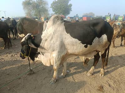 Best Qurbani daysi bulla in normal price