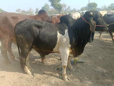Bull | Desi Bull | High Quality | Reasonable Prices