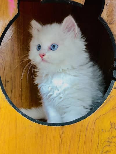 Persian cat and kitten