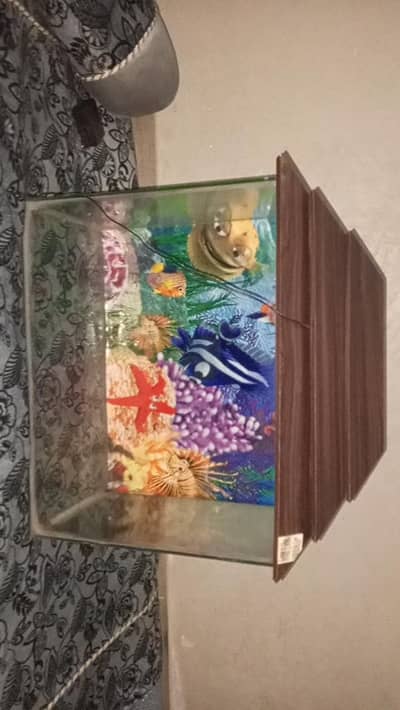 4 fish wid complete aquarium