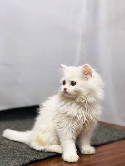 Persian cat and kitten