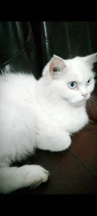 Triple coated blue eyes