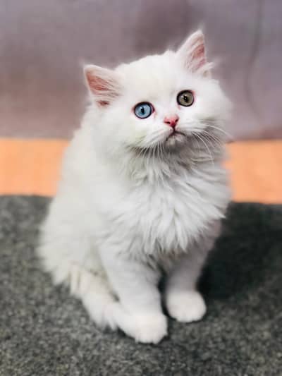 Persian cat and kitten