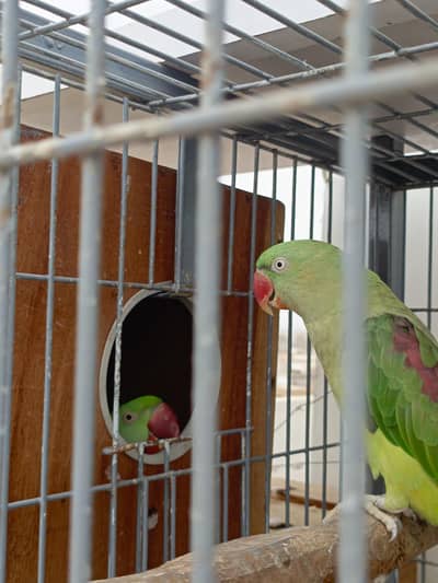 Ringneck 03322420699