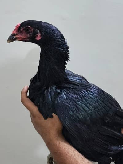 Pure Thai pakoye and Phulliya females available