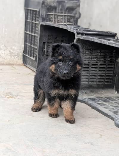 German shepherd male puppies for sale