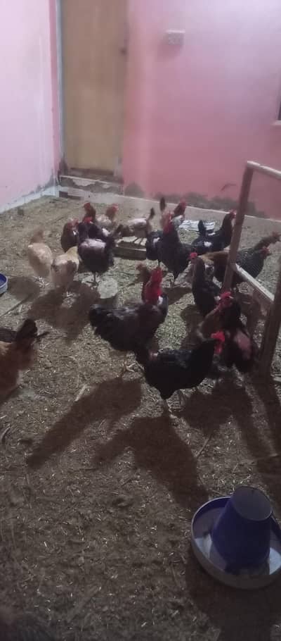 guldan Misri fertile eggs available for sell