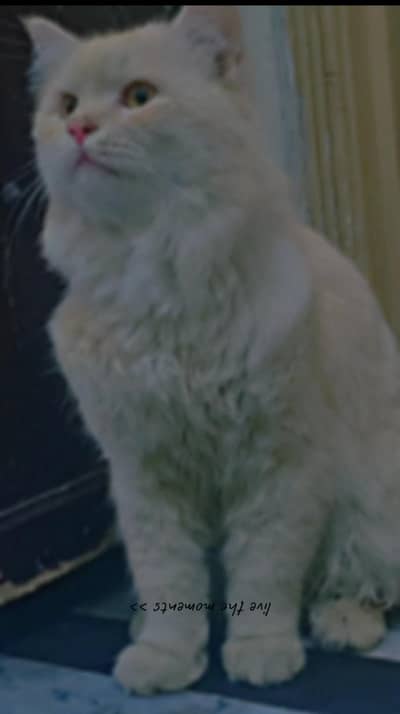 adult mail healthy and active coat extreme Punch face