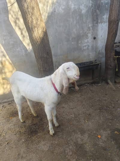 Rajanpuri Bakra For Sale | Healthy & Active | WhatsApp 03278995700