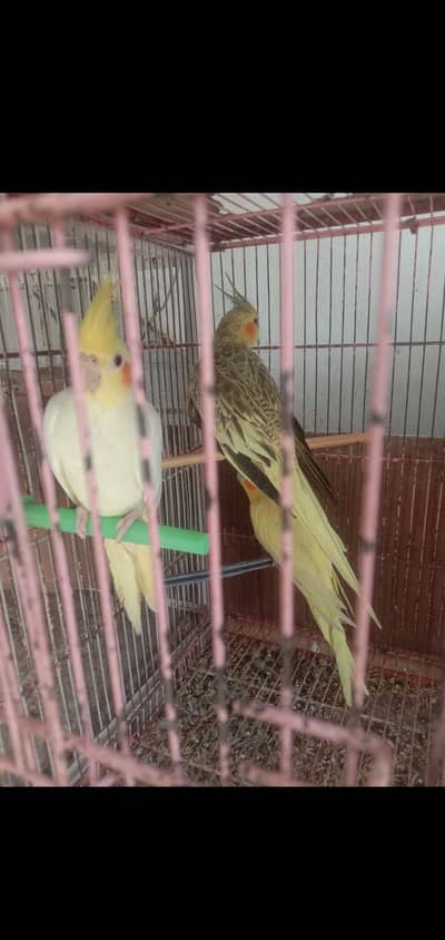 Cocktail and Lovebirds available. .