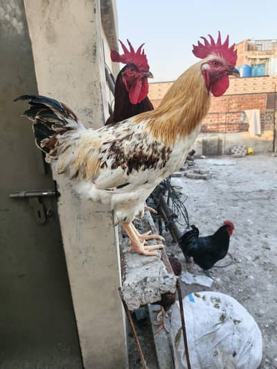 lohmann brown male for sale