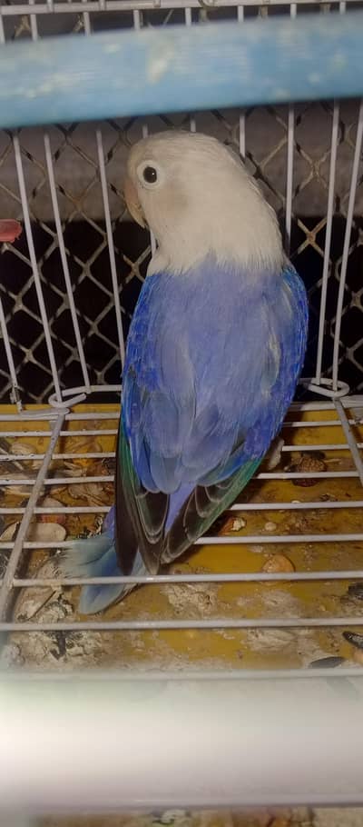 JAVA Birds. . . . FAWN JAVA. . . SILVER JAVA. . . WHITE JAVA. . . GREY JAVA