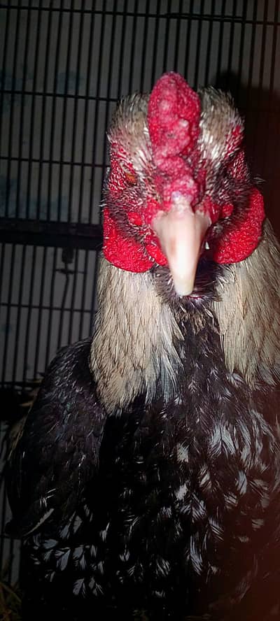 jawa sawa Males for sale