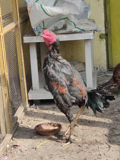 pure pakoye/ burmi / thai exchange offer available