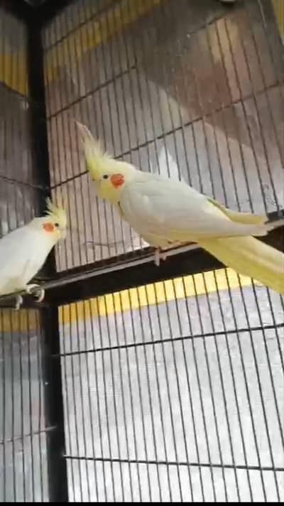 Cocktail breeder pair