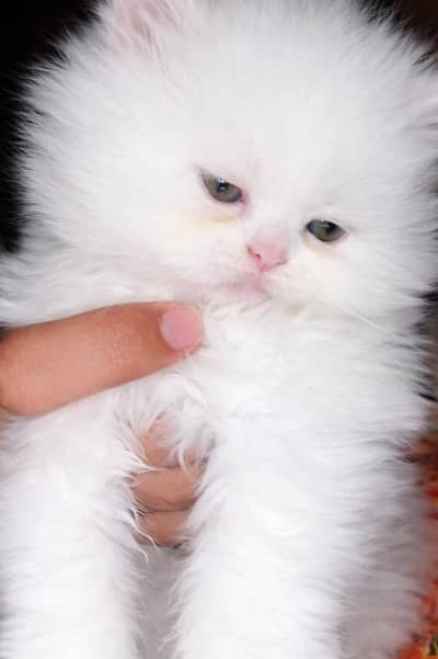 two kittens Persian Punch face triple coat