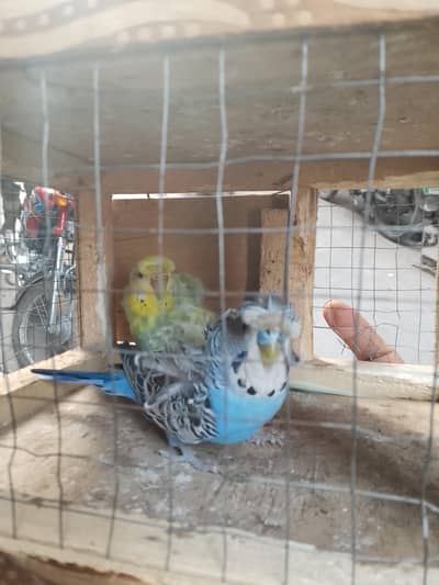 Green Ringnack chicks