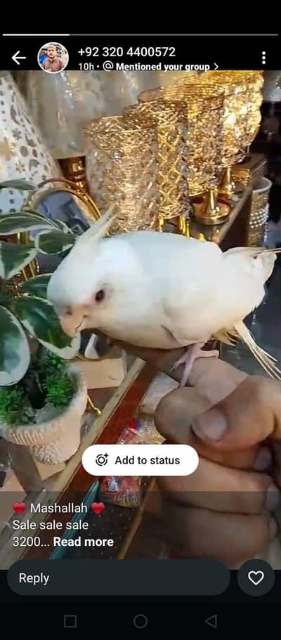 Green Ringnack chicks