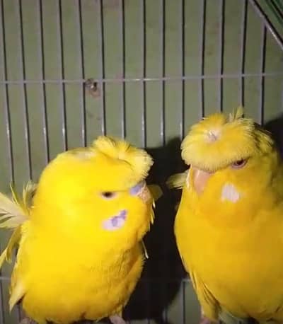 Hogoromo pair Dubal flower