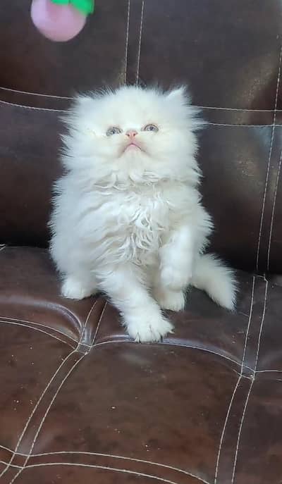 American Imported cat