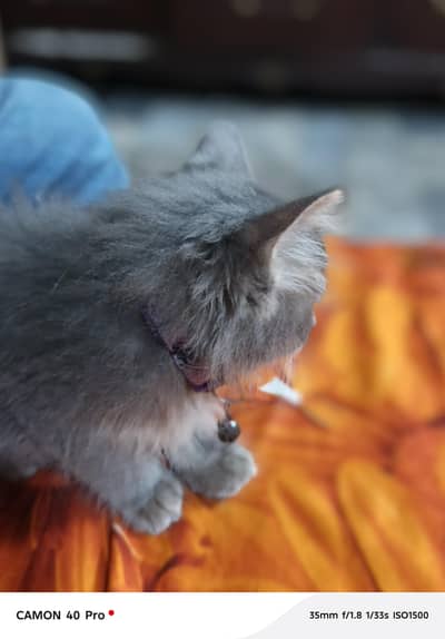 Persian Cat Baby