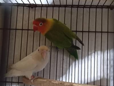 love bird Albino red eye