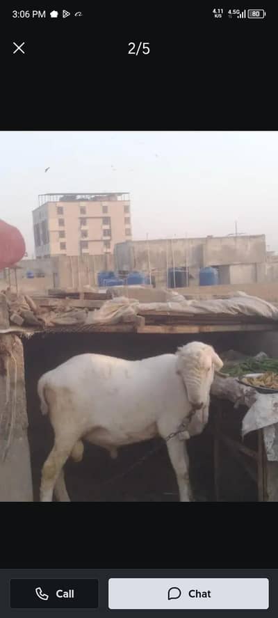 dumba urgent sale 0, 3,1,0,2,7,0,2,3,9,8