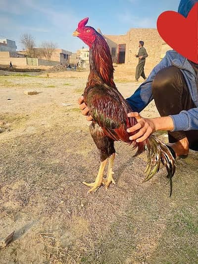 Pakistani Aseel Chicks