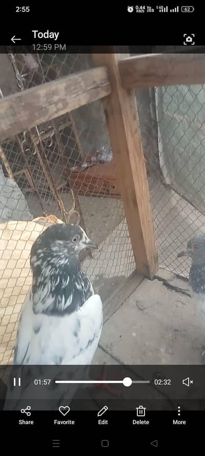 5 pice joro waly kabotar four sell