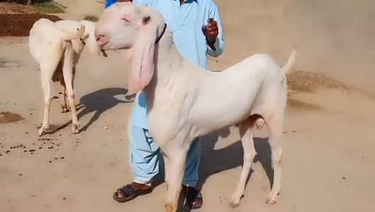 Desi Bakra For Sale Whatsapp 03266288418