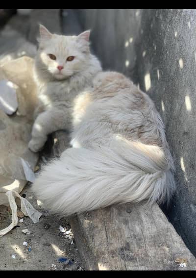 pair of persian cat