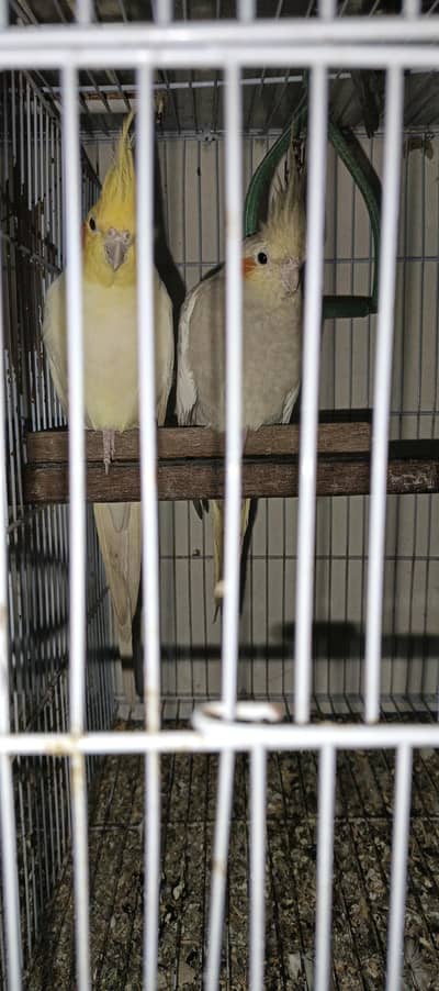 Cocktail and Ringneck Breeder Pair for sale