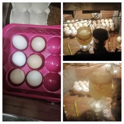 fertilie eggs for sale