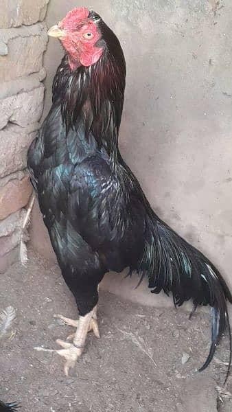 Aseel mushka lasani pair