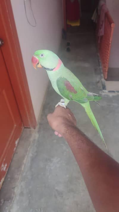 Raw Parrot Male