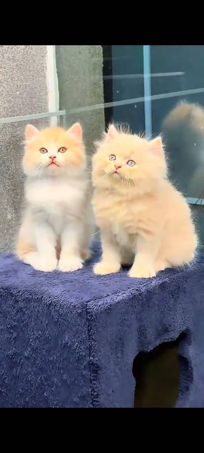 pure persian cats vaccinated triple coated WhatsApp 03317823482