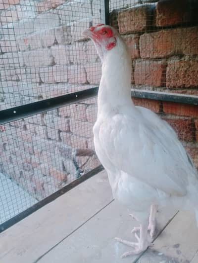 for sale 03164350590