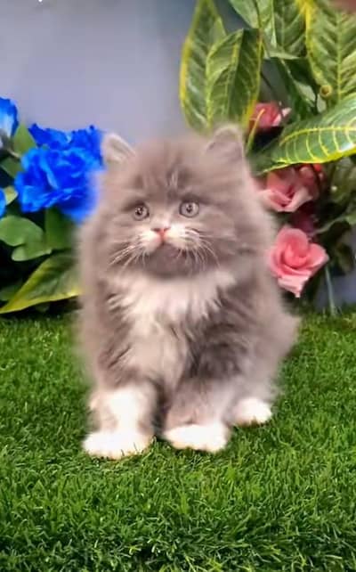 pure persian cats vaccinated triple coated WhatsApp 03317823482