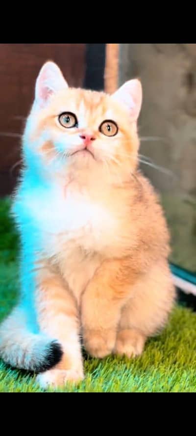 pure persian cats vaccinated triple coated WhatsApp 03317823482