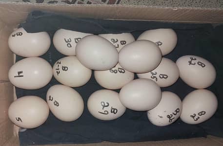 Pure O shamo Japanese Eggs available
