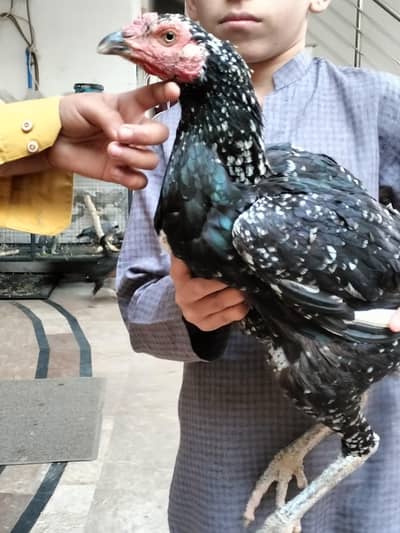 Aseel Cheeni Band Gadi 03067333321