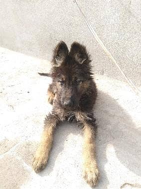 German shepherd puppy